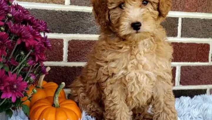 Tinkerbell                   Female Miniature Poodle Puppy