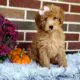 Tinkerbell                   Female Miniature Poodle Puppy