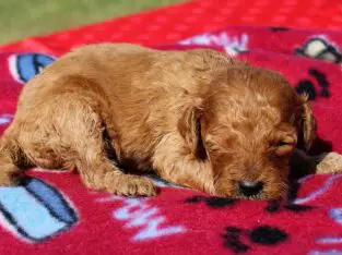 Travis                   Male Miniature Poodle Puppy