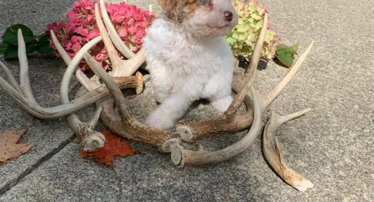 Bella                   Female Miniature Poodle Puppy