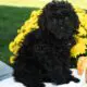 Black Velvet                   Female Miniature Poodle Puppy
