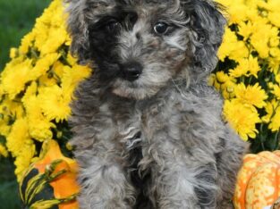 Blue Bell                   Female Miniature Poodle Puppy