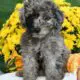 Blue Bell                   Female Miniature Poodle Puppy