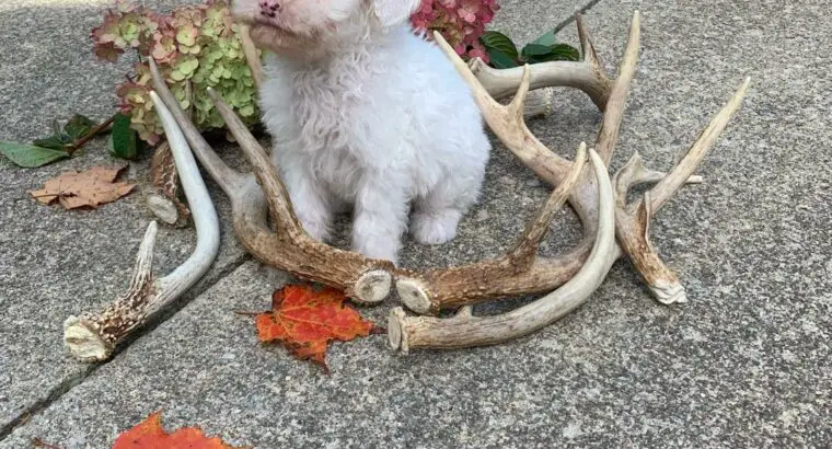 Diesel                   Male Miniature Poodle Puppy