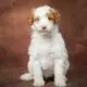 Grace Female Miniature Poodle Puppy