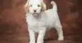 Indy                   Female Miniature Poodle Puppy