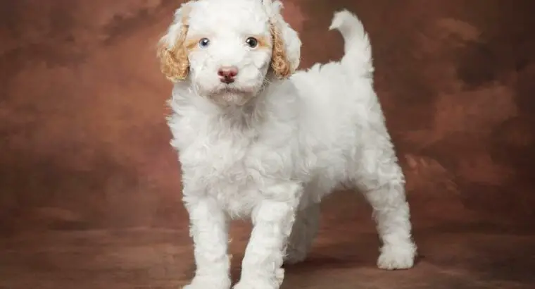 Indy                   Female Miniature Poodle Puppy