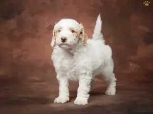 Jayce                   Male Miniature Poodle Puppy