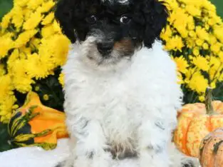 Lil Flash                   Male Miniature Poodle Puppy