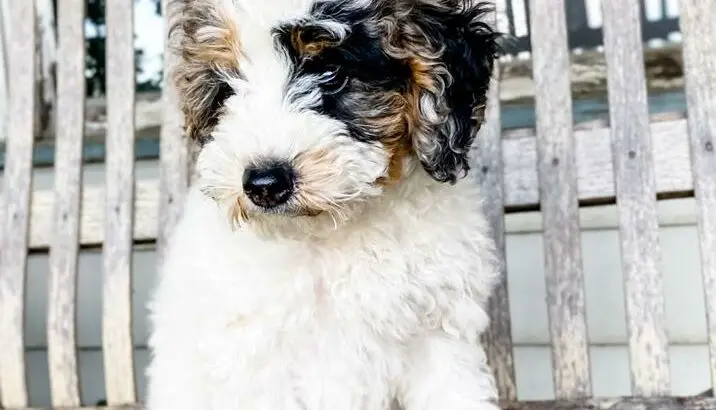 Macey                   Female Miniature Poodle Puppy