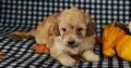 Suzi                    Female Miniature Poodle Puppy