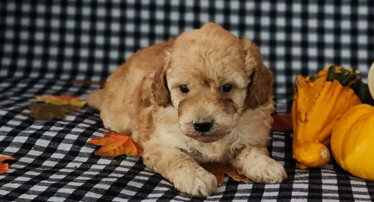 Suzi                    Female Miniature Poodle Puppy