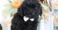 Tommy                   Male Miniature Poodle Puppy