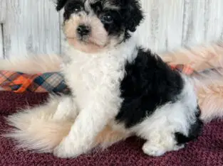 Angelica                   Female Miniature Poodle Puppy