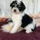 Angelica                   Female Miniature Poodle Puppy