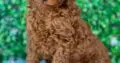 Charlie                    Male Miniature Poodle Puppy