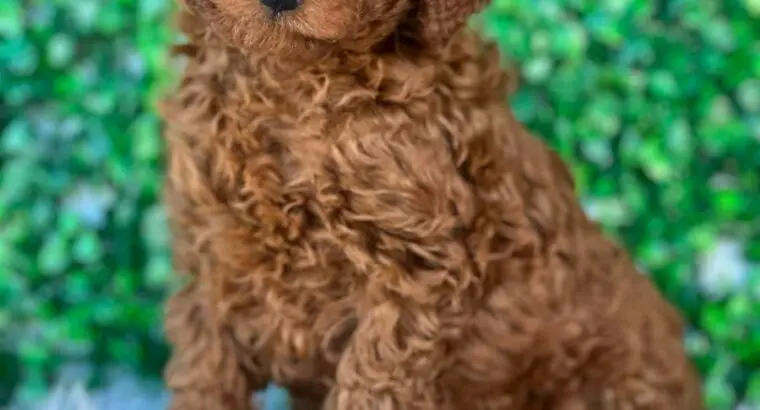 Charlie                    Male Miniature Poodle Puppy