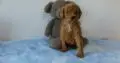 EDGAR                   Male Miniature Poodle Puppy