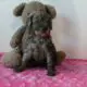 ELLA                   Female Miniature Poodle Puppy