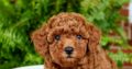 Everest                   Male Miniature Poodle Puppy