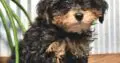 Lexie                   Female Miniature Poodle Puppy