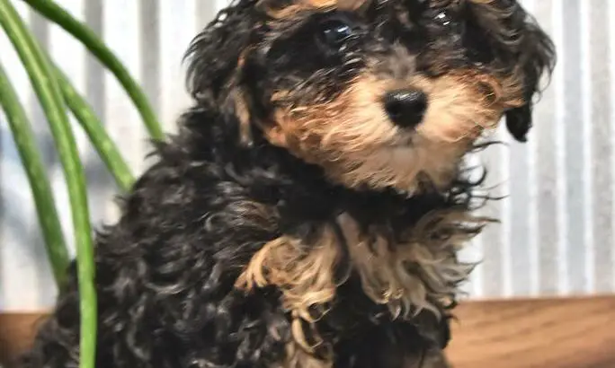Lexie                   Female Miniature Poodle Puppy
