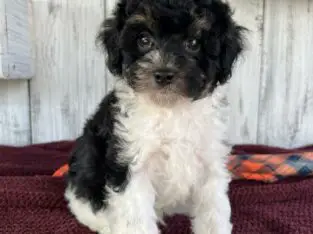 Murphy                   Male Miniature Poodle Puppy