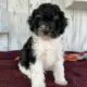 Murphy                   Male Miniature Poodle Puppy
