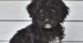 Ruby                   Female Miniature Poodle Puppy