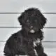 Ruby                   Female Miniature Poodle Puppy