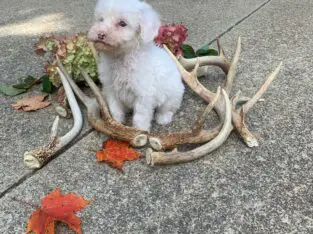 Snowball                    Male Miniature Poodle Puppy