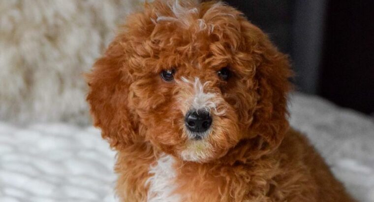 Teddy                   Male Miniature Poodle Puppy