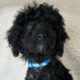 Bull                   Male Miniature Poodle Puppy