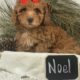 Noel                   Female Miniature Poodle Puppy