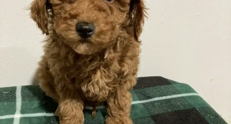 Teddy                   Male Miniature Poodle Puppy