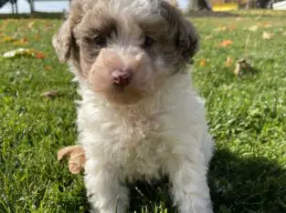 candy                   Female Miniature Poodle Puppy