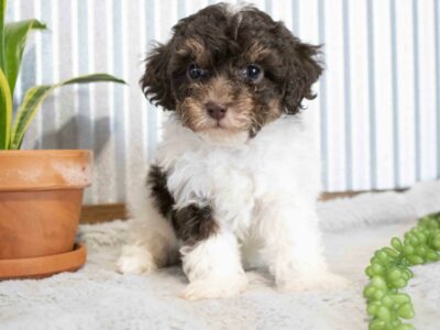 Debby                   Female Miniature Poodle Puppy