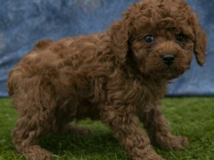 Dexter AKC                   Male Miniature Poodle Puppy