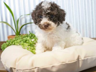 Duke                   Male Miniature Poodle Puppy