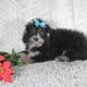 Starlight                   Female Miniature Poodle Puppy