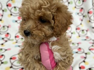 Taffy                   Female Miniature Poodle Puppy