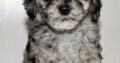 Allie                   Female Miniature Poodle Puppy
