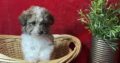 Cici                   Female Miniature Poodle Puppy
