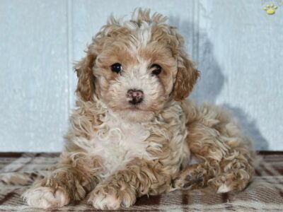 Frisco                   Male Miniature Poodle Puppy