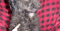 MIDNIGHT                   Female Miniature Poodle Puppy