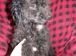 MIDNIGHT                   Female Miniature Poodle Puppy