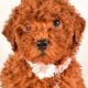 Zoey                   Female Miniature Poodle Puppy