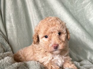 Betsy                   Female Miniature Poodle Puppy