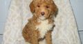 Biscuit                   Male Miniature Poodle Puppy