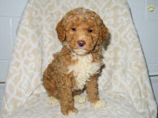 Biscuit                   Male Miniature Poodle Puppy